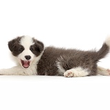 Blue-and-white Border Collie puppy stretched out playful