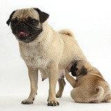 Long-suffering Pug mother and suckling puppy