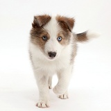 Sable-and-white Border Collie puppy walking