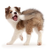 Sable-and-white Border Collie puppy chasing his tail
