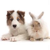 Sable-and-white Border Collie puppy with fluffy bunny