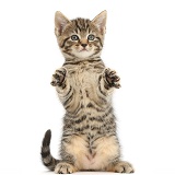 Tabby kitten sitting up with raised paws