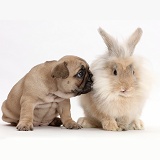French Bulldog puppy with fluffy bunny