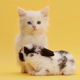 White kitten with black-and-white bunny