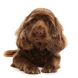 Sussex Spaniel sitting, lying with head up