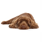 Sussex Spaniel sitting, lying with chin on the floor