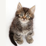 Tabby Persian-cross kitten, sitting and looking up