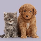 Grey Persian-cross kitten and Goldendoodle puppy