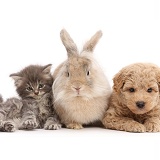 Grey kitten, Goldendoodle puppy and fluffy bunny