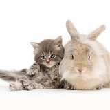 Grey kitten and fluffy bunny