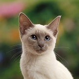 Blue-point kitten looking thoughtful