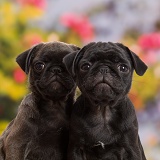 Platinum and Black Pug puppies, 10 weeks old