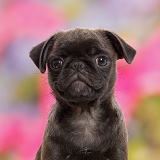 Platinum Pug puppy, 10 weeks old