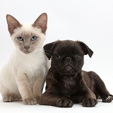 Blue-point kitten with Platinum Pug puppy