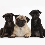 Platinum and black Pug puppies with adult Pug
