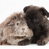 Platinum Pug puppy and Guinea pig