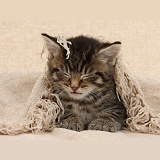 Sleepy tabby kitten, 6 weeks old, under a shawl