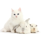 White kitten, white rabbit and white Guinea pig