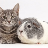 Grey tabby kitten and Guinea pig