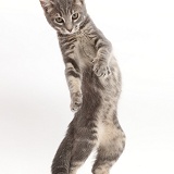 Grey tabby kitten standing up and grasping