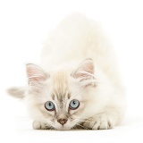 Birman-cross kitten crouched and ready to pounce