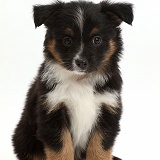 Mini American Shepherd puppy sitting