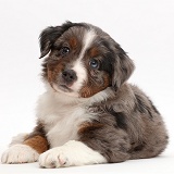 Mini American Shepherd puppy lying with head up