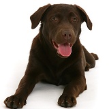 Chocolate Labrador Retriever