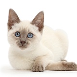 Blue-point kitten