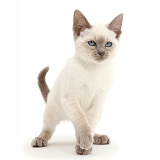 Blue-point kitten
