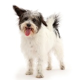Black-and-white Jackapoo dog standing