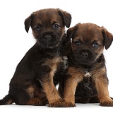 Border Terrier puppies, 5 weeks old