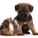 Border Terrier puppy, 5 weeks old, and Guinea pig