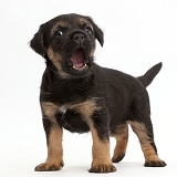Border Terrier puppy, 5 weeks old, playfully snapping
