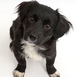 Black-and-white rescue dog puppy
