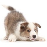 Sable-and-white Border Collie puppy in play-bow