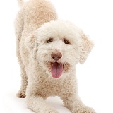 Lagotto Romagnolo dog in play-bow