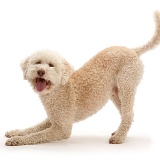 Lagotto Romagnolo dog in play-bow