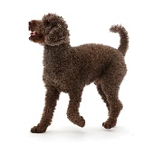 Poodle walking