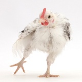Silkie Serama Chicken standing on one leg and stretching
