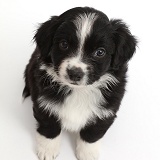 Black-and white Mini American Shepherd puppy looking up