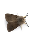 Muslin moth shamming dead