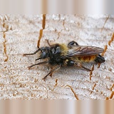 Robber fly (Laphria flava)