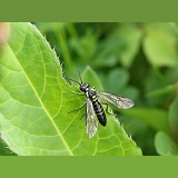 Green sawfly (Rhogogaster viridis)