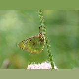 Pale Clouded Yellow butterfly