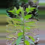 Indian Pokeweed flower (Phytolacca acinosa)