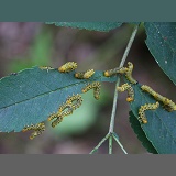 Rowan Sawfly larvae