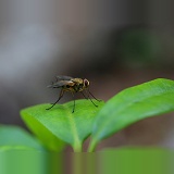 Tachinid fly 1