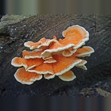 Sulphur Polypore or Chicken of the Woods fungus Laetiporus