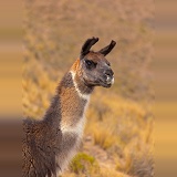 Llama in Bolivia
